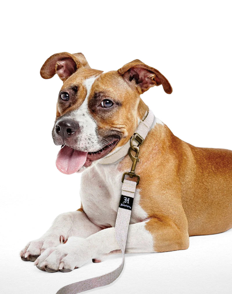 Hemp Canvas Dog Collars