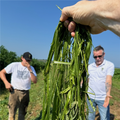 Green Decorticated Hemp Fiber