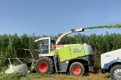 Chopped Hemp Stalk Silage